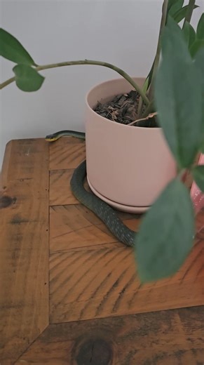 Roachdale south Green tree snake | Harrison's Gold Coast and Brisbane Snake Catcher