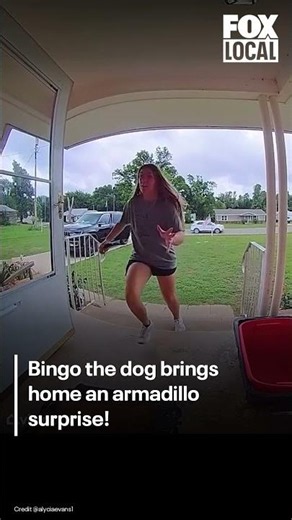 Golden retriever brings live armadillo into Oklahoma family's living room
