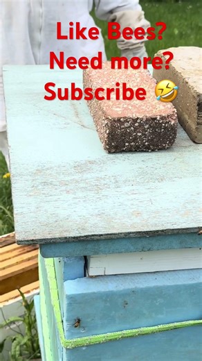 Quick 10 Minute Hive Check… Plus a Surprise Guest on the Lens 🐝📸