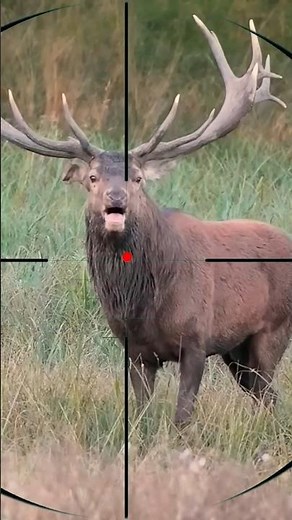 Best hunting moments