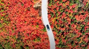 As it reaches late autumn, mountains in north China's Shanxi Province are taking on a stunningly colorful look. The Zhongtiao Mountains along Pinglu County have been blanketed by more than 6,600 hectares of red-leaved smoke trees. #autumn | CGTN China24 | Facebook