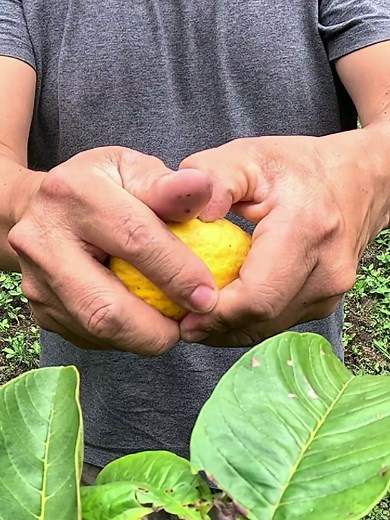 GUSANOS en la GUAYABA: Examinando la Fruta