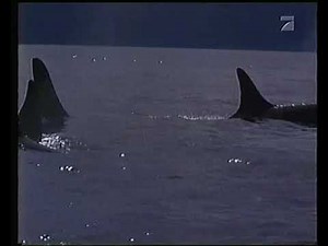 ProSieben 18.10.1997 Free Willy Doku