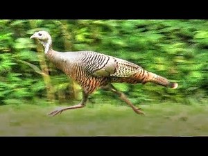 Turkey Run and Elk Trot