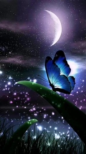 Magical Butterfly and Fairy Animation at Night Sky