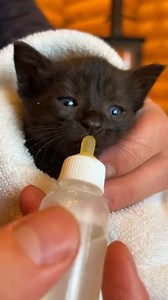 This tiny kitten was found helpless in freezing snow, cold and barely able to move 😿❄️. We rescued the kitten, gently warmed it, and gave warm water to help it recover. A little kindness saved a precious life. If this rescue touched your heart ❤️ PLEASE LIKE 👍 AND SHARE 🔁 to spread awareness and inspire compassion for animals in need. ⚠️ AI-generated content shared to raise awareness for animal rescue and kindness. #SnowRescue #KittenSOS #WinterRescue #AnimalRescue #SaveTinyLives #StrayKitten