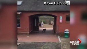 Monkey escape attempt from British zoo caught on camera