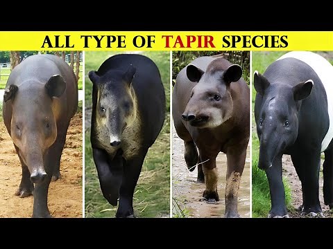 All Types Of Tapir in the World