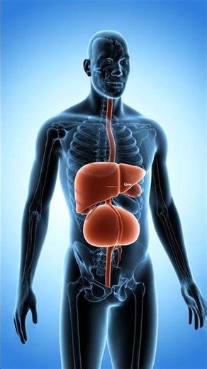 How Liver Surgery Works in 3D — Simple & Amazing Animatio