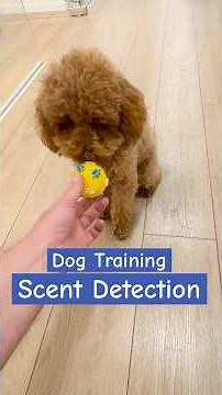 Teaching Your Dog to Locate Hidden Objects | Toy Poodle Nose Work and Detection Training
