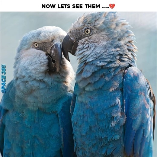 5 Animals That Are Almost Extinct… 😭💔