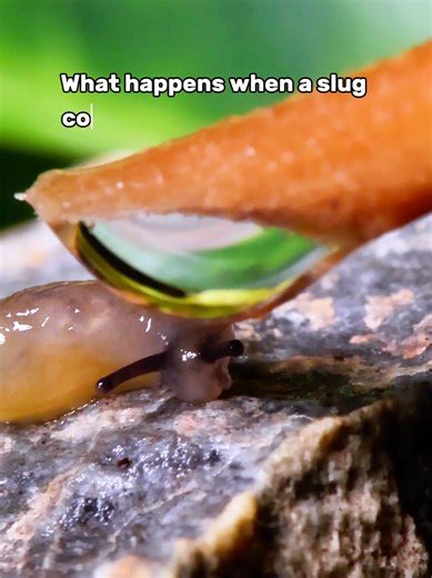 Slug reaction to a water droplet #slugs #snail | slugs