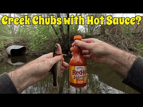 I Fried Creek Chubs with Hot Sauce - Was This Catch and Cook Nasty?