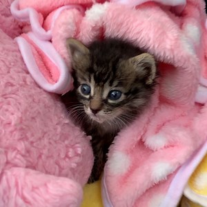 453K views · 9.4K reactions | This incredible woman rescues animals that have a harder chance of getting adopted from shelters  | Lovimals | Facebook