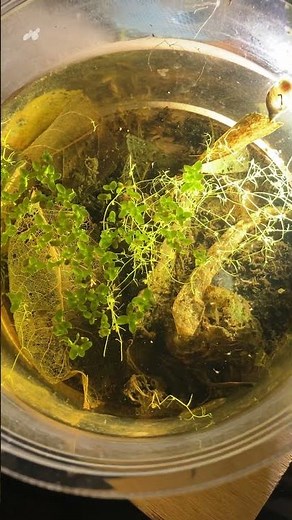 【ミジンコ培養】生ゴミからゾウリムシを何度も沸かせて、ミジンコを自然発生させた水は最終的に綺麗な水になります #ミジンコ #アクアリウム #ゾウリムシ