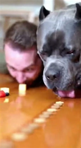 Can a Cane Corso Beat a Human? 🐕⚡ No Hands Challenge! 😳