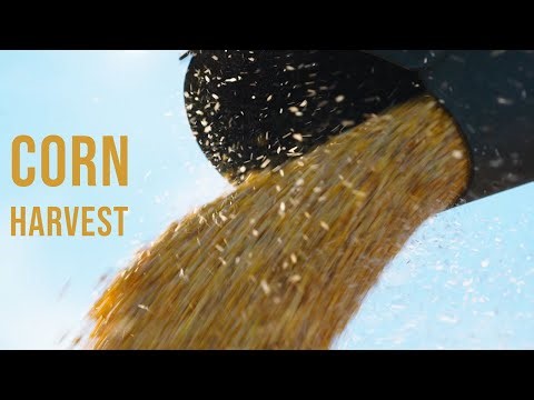 Corn Harvest | Case IH 6150 Axial Flow