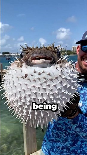 How Dangerous Is This Puffer Fish? 😳 #facts #wildliferescue #animals