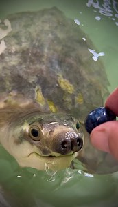 118K views · 10K reactions | Feeding a Water Pig  Scuttle is an adult male pig nosed turtle that lived at the Jenkinson’s aquarium for 18 years. He now lives here with us at Garden State Tortoise. | Garden State Tortoise | Facebook