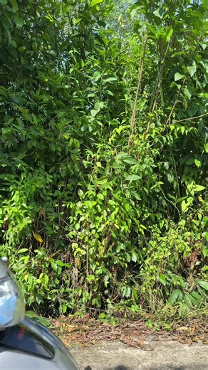 Ngoại 9 Miền Tây P08: Mưu Sâu Kế Bẩn Của Ngọc Tình