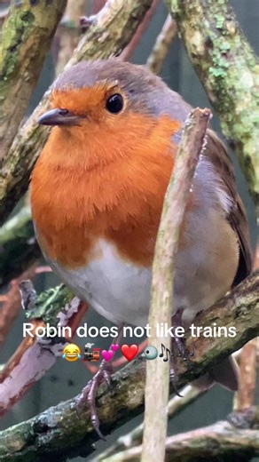 Funny European Robin Reactions to Passing Trains