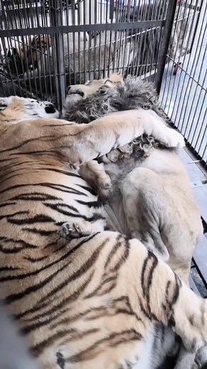 Lion and Tiger: Unlikely Animal Friendship