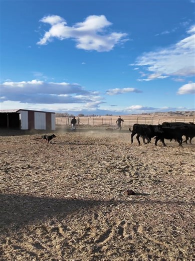 Effective Dog Training with Jug Bow Collars