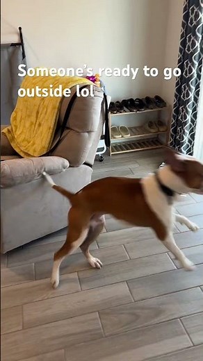 He wanna go outside 20x a day #sound #dog #dogbreed #bully #pitbull #boxer