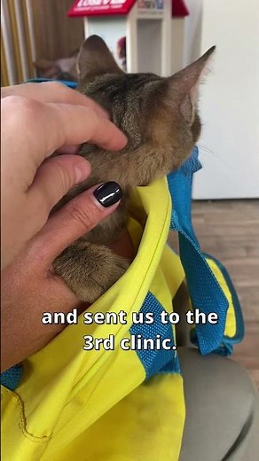 TURKISH VETERINARIANS ARE GODS!