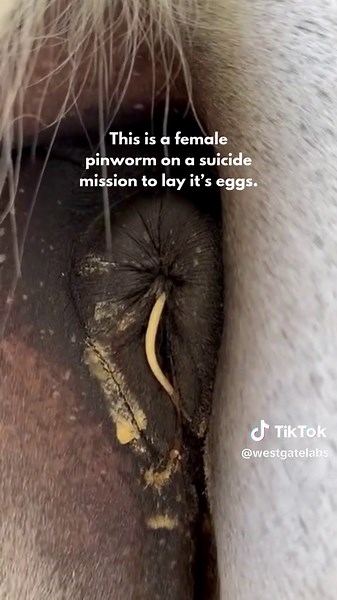 ⚠️🐛 Pinworm isn’t a serious health threat, but it is a bit icky and can cause intense itching! Look out for: ✅ Sticky yellow residue under the tail ✅ Small white worms (5cm/2in) with pointy ends Since eggs are laid externally, they won’t show in a faecal test. An adhesive tape test can help detect them! Combine treatment with extra hygiene to prevent reinfection. Get in touch if you’re worried about pinworm and to shop tests 🙌 #pinworm #testedbywestgate #horsehealth #springhorses #westgatelabs