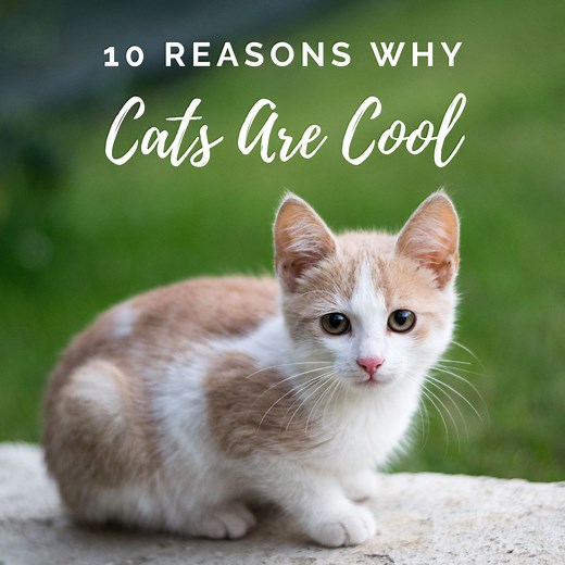 10 Reasons Why Cats Are Awesome