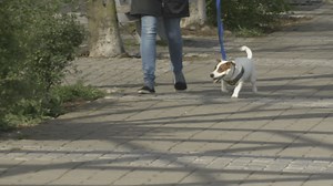 Pet adoption concerns during pandemic