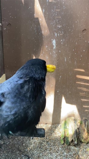 Good morning! What’s up cronies? #crow #cronies #educationalambassador #americancrow #whatsup