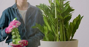 Close-up image of a woman with gloves on her hand spraying a green indoor plant with a sprayer. Housewife while taking care of a zamioculcas flower sprinkling it with water after changing its soil. Stock Video