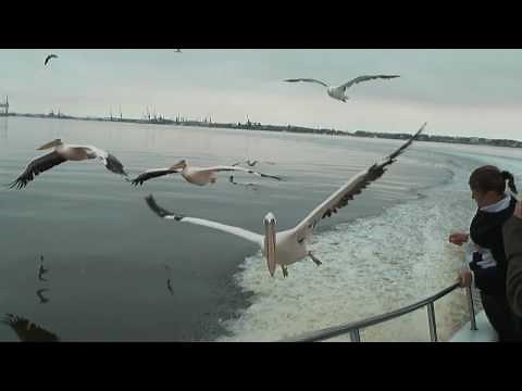 Flight of the Pelican