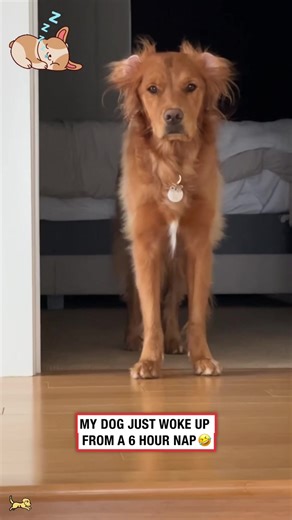 Funny Dog Wakes Up From Nap with Comedic Reaction