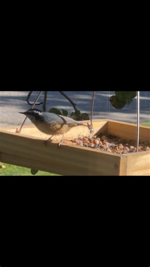 Just spotted this lovely little bird for the first time! She's so quick and tiny, it's hard to keep up! Wish she’d visit us more often! # @BirdWatching #naturelovers | Gha Robertson