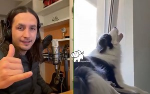 我把一只狗哀嚎的声音做成了一首歌，又叒叒上头了！！