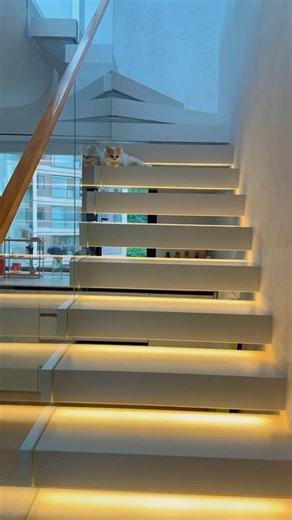 Staircase with COB led strip!(Kitty’s choice)😻