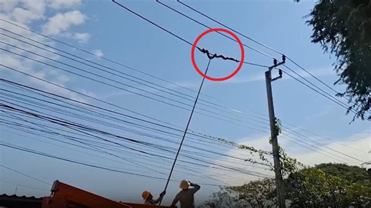 Angst vor Kurzschluss oder Feuer - Behörde rettet 20-Kilo-Python von Starkstromleitung