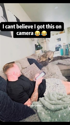 Pitbulls: The Coolest Dogs on TikTok