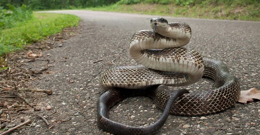 3 Rat Snakes in North Carolina