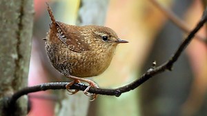 Fall migration ongoing as the general bird population declines