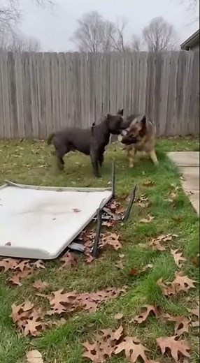 When Alpha Dogs Meet: Pitbull and German Shepherd Showdown