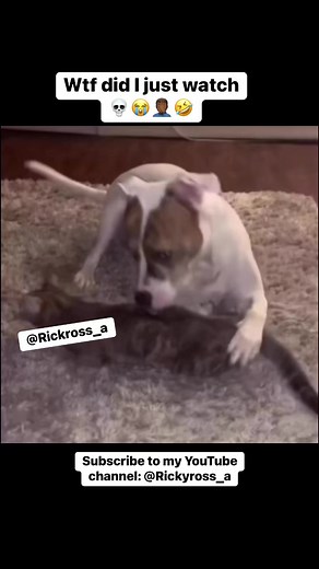 WTF Funny Animal VoiceOvers - CatDog | Follow Me On Instagram: @Rickyross_a #Rickyross_a #rickyross_a2 #voiceover #voiceovers #animal #animals #lol #lolreels #funnyreels #comedy #justjokes #funny #meme #viral #explorepage #dog #cat #cats #dogs #catdog #nickelodeon | Ricky Jamal McGruder