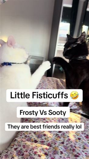 Frosty vs Sooty, best friends really #cats #pets #funnycat #fyp #viral
