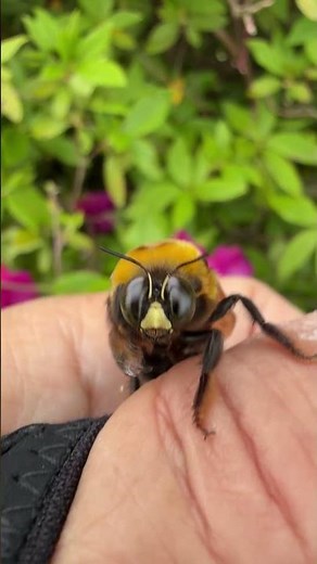 ツツジにいる巨大なハチ。クマバチが可愛すぎたので遊んでみた【ジェイ・ワークス】 滋賀のハチ駆除「ジェイ・ワークス」#クマバチ #ハチ駆除 #滋賀県 #ジェイワークス #もふもふ #可愛い #癒し動画