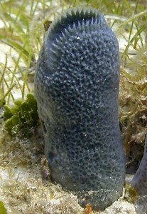 Blue Vase Sponge