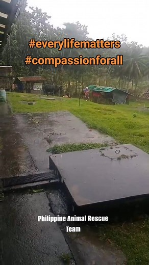 A government official recently said, “Yung gamit nyo mapapalitan, yung animals mapapalitan, ang buhay ng tao iisa lang, hindi mapapalitan” in reference to evacuating during a natural disaster. 👇https://www.facebook.com/share/v/1NF1ezKn8x/ Her message was meant as a warning for people to prioritize their safety but the statement is also a reflection of how animal life is often overlooked and treated as less valuable. While it’s true that every human life is precious, we shouldn’t draw a line bet