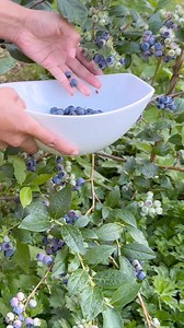 Last year, I recorded the growth stages of blueberries. I hope you enjoy this video and remember to prune your shrubs while they’re dormant. 😊Do you grow blueberries? 💚🫐💚🫐#blueberry #fruitgarden #gardeningtips #growfood #foodforest | Learn To Grow